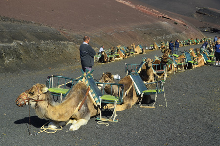 Lanzarote, Spain - January 18, 2012: Unidentified tourists and camels for ride to volcanic cones, a tourist attraction in Timanfaya Nationalpark on the Canary Island Lanzarote, the island is a preferred winter destination for European touristsのeditorial素材