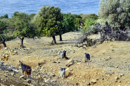 Greece, Samothrace island, goats on dry pastureの写真素材