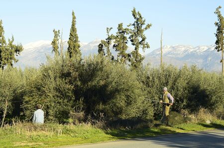 Moires, Greece - December 20, 2013: Unidentified workers with tools for olive harvest on Crete islandのeditorial素材