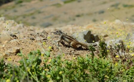 Spain, Canary Island, Fuerteventura, ground squirrelの写真素材