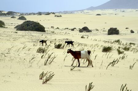 Spain, Canary Island, Fuerteventura, free living goats in the dunes of El Jable nature parkの写真素材