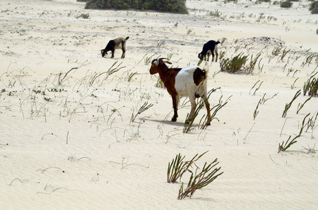 Spain, Canary Island, Fuerteventura, free living goats in the dunes of El Jable nature parkの写真素材