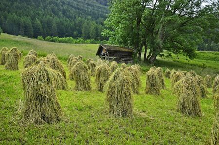 Austria, Tyrol, traditional haystacks named Heumanderlの写真素材