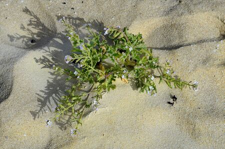 Spain, Canary Island, Fuerteventura, vegetation in nature park El Jable,の写真素材