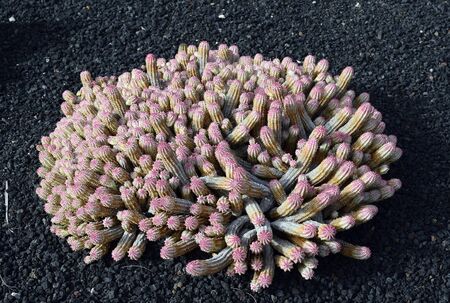 Spain, Canary Island, Fuerteventura, Euphorbia mammillarisの写真素材