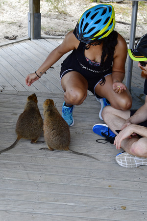 Rottnest Island, WA, Australia - November 27, 2017: Unidentified people feeding quokkas, a kind of small marsupials, endemic on the Island in Western Australiaのeditorial素材