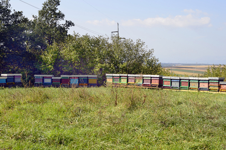 Austria, beehives in meadow