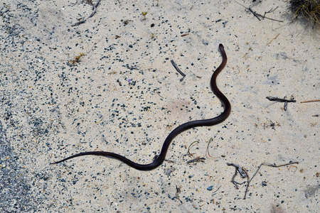Australia, rottnest island dugite snakeの写真素材