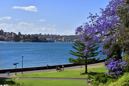 Sydney, NSW, Australia - October 31, 2017: Unidentified people in public Royal Botanic Garden with flowering jacaranda treeのeditorial素材