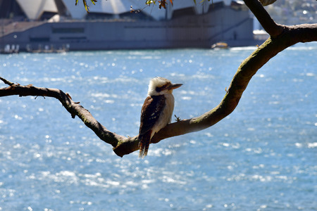 Australia, laughing kookaburra on tree branchの写真素材