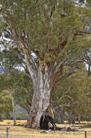 Australia, hollow eucalyptus treeの写真素材