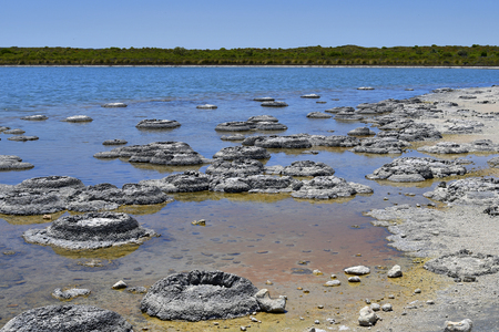 Australia, WA, Stromatolites in lake Thetis, fossil bio-chemical structuresの写真素材