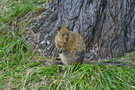 Australia, Quokka, endemic on Rottnest Islandの写真素材
