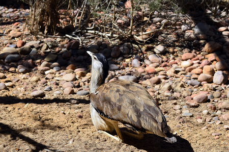 Australia, Australian bustard aka bush turkeyの写真素材