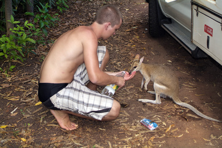 Mataranka, Australia - April 21st 2012: Unidentified man feed confiding and thirsty wallaby with waterのeditorial素材