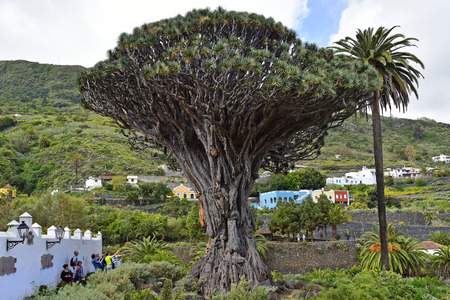 Tenerife, Canary Islands, Spain - April 04, 2018: Unidentified tourists and the oldest dragon tree...