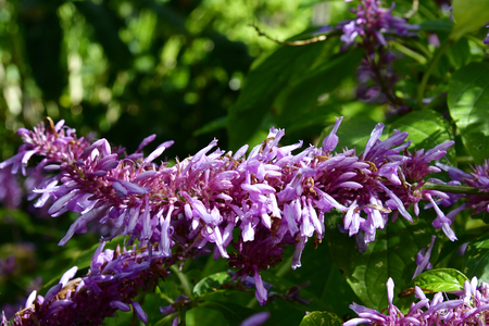 Spain, Canary Islands, Tenerife, Odontonema callistachyum aka Purple Firespikeの写真素材