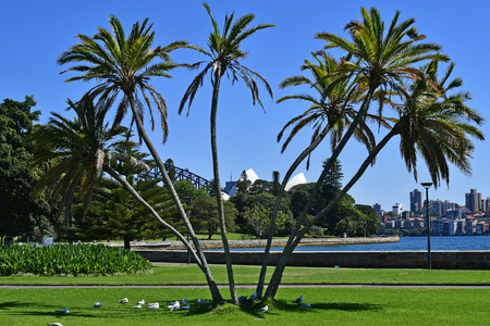 Australia, view from Royal Botanic Garden via Farm Cove with Sydney Opera and Harbor Bridge in backgroundのeditorial素材