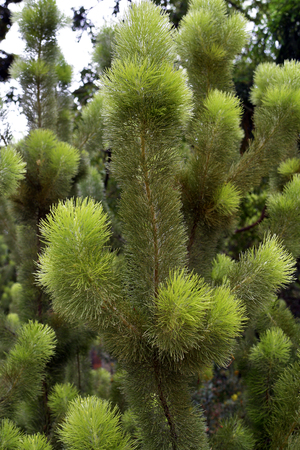 Australia, woolly bushの写真素材