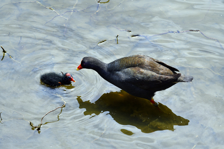 Australia, common moorhen with fledglingの写真素材