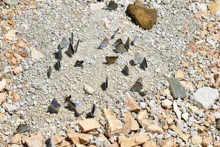 Greece, different butterflies on groundの写真素材