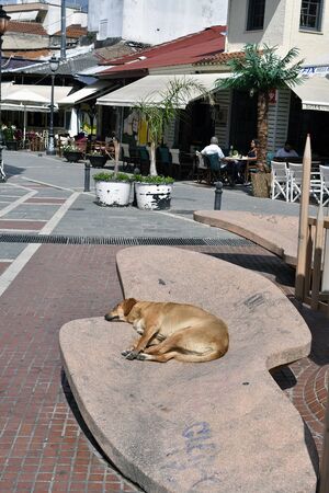 Ioannina, Greece - June 05, 2019: Unidentified people in restaurant and sleeping dog in pedestrian zone in the capital of Epirusのeditorial素材