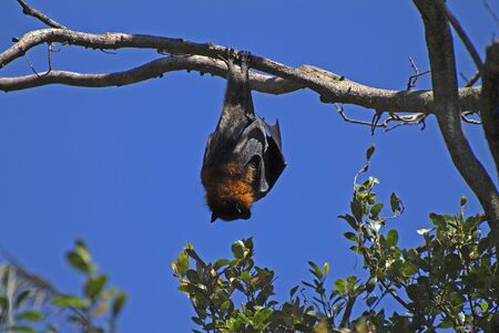 Australia, flying fox on tree sleepingの写真素材