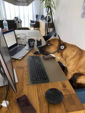 Dog with headphone watching pc screen - a funny kind of home office workingの写真素材