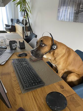 Dog with headphone watching pc screen - a funny kind of home office workingの写真素材