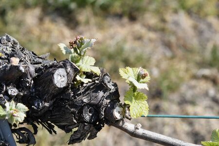 Austria, sprouting vine in agricultural area of Reisenberg, Lower Austriaの写真素材