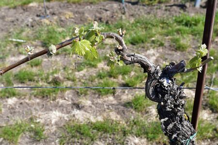 Austria, sprouting vine in agricultural area of Reisenberg, Lower Austriaの写真素材