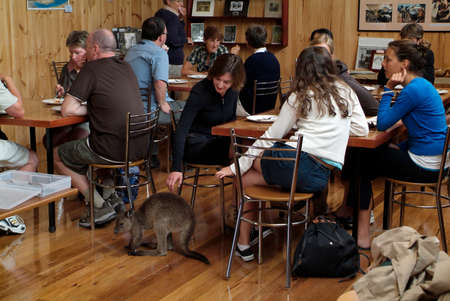 Kangaroo Island, Australia - February 04, 2008: Unidentified people and trusting ant tame young kangaroo in a coffee shop at Emu Ride Destilleryのeditorial素材
