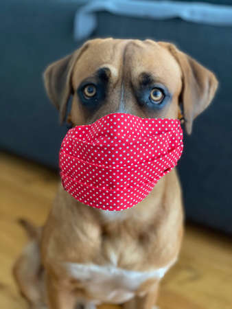 Dog with mask against Civid19 virusの写真素材