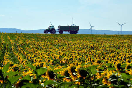 Austria, filed with sunflowers, tractor with trailer and wind turbines in backgroundの写真素材