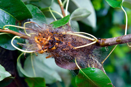 Small Ermine Moths on pear tree