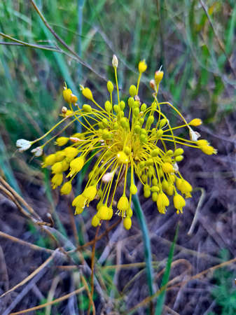 Austria, yellow flowering garlic
