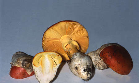 edible Caesar's mushroom aka Royal Agaricの写真素材