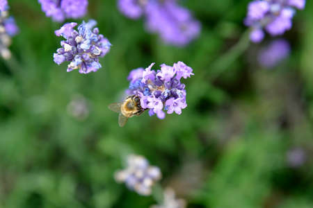 honey bee on lavender blossom