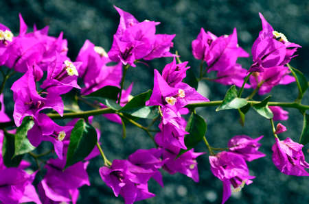 Spain, Canary Islands, flowering baugainvillea