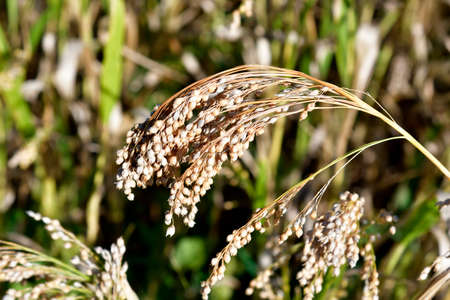 Austria, agriculture, field with proso millet