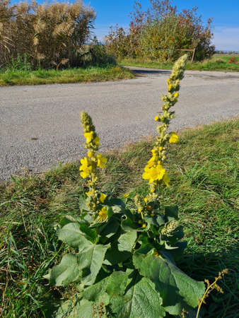 Austria, track and common mullein flower in Lower Austria
