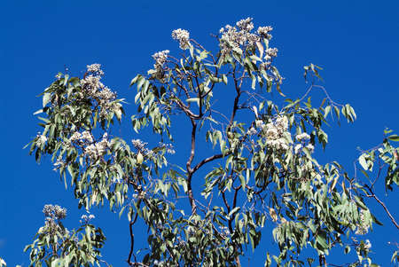 Australia, white blooming eucalyptus treeの写真素材