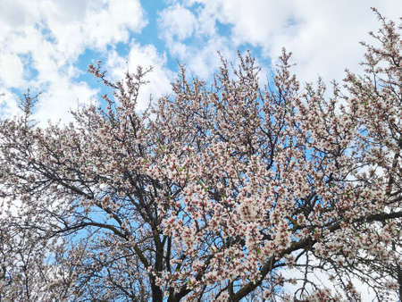 Austria, blooming almond tree in spring, the seeds of the tree are edible