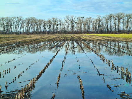 Austria, Reisenberg, agriculturally used fields partly under water and rows of trees as wind...