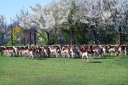 Austria, enclosure with flock of sika deer and flowering hedge in springの写真素材