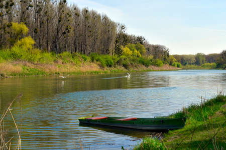Austria, landscape with flying swans over oxbow lake and trees infested with mistletoe in the...