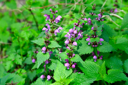 Austria, the dead nettle is edible as a salad or vegetable and is also used in herbal medicine,...