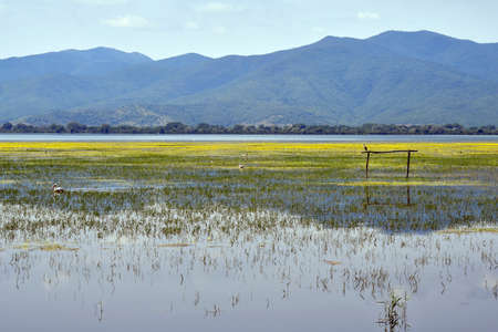 Greece, Landscape with waterbirds on Lake Kerkini in Central Macedonia, the lake is a favorite spot...