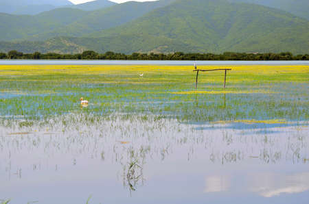 Greece, Landscape with waterbirds on Lake Kerkini in Central Macedoniaの写真素材