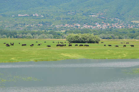 Greece, water buffalo living in the wild in Lake Kerkini in Central Macedoniaの写真素材